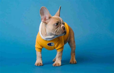 5 French Bulldog Grooming Tips To Help You Maintain Your Pup Ihomepet
