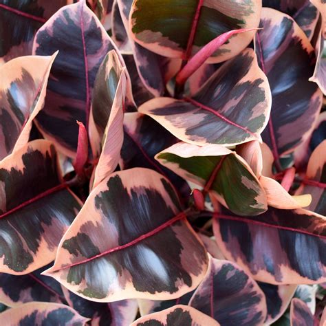 Pink Variegated Rubber Plant Also Known As The Ficus Belize We Love