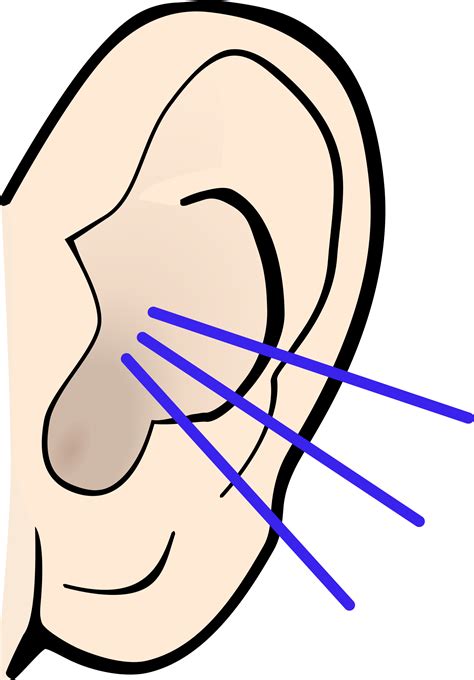 Ear Clipart Big Ear Ear Big Ear Transparent Free For Download On