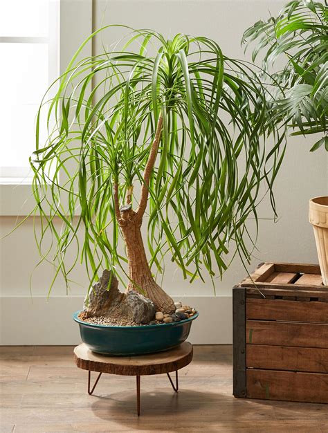 How To Plant And Grow Ponytail Palm