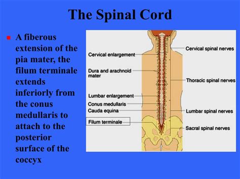 Ppt Spinal Cord Powerpoint Presentation Free Download Id548263
