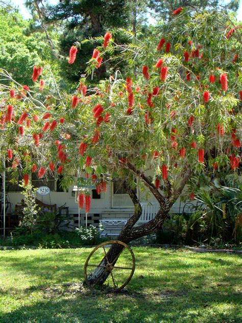 Red Flowering Tree Native To Florida Nakisha Charles