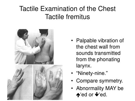 Ppt Physical Exam Of The Chest Auscultation Powerpoint Presentation