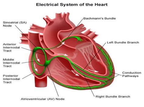 The Electrical Conduction System Of The Heart Now With Audio