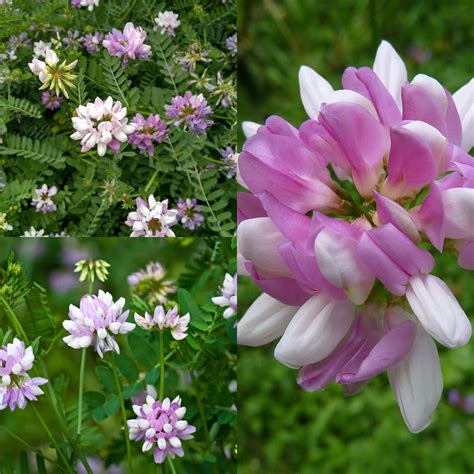 Seeds For Planting Coronilla Varia Seeds Purple Crown Vetch Etsy