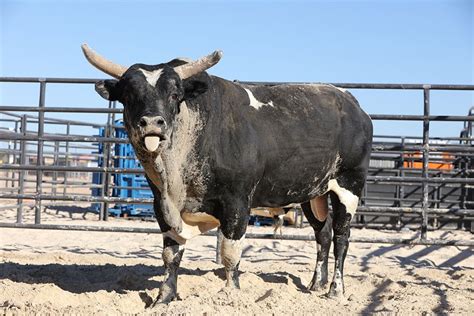 In the bull pen: The lighter side of the PBR bulls