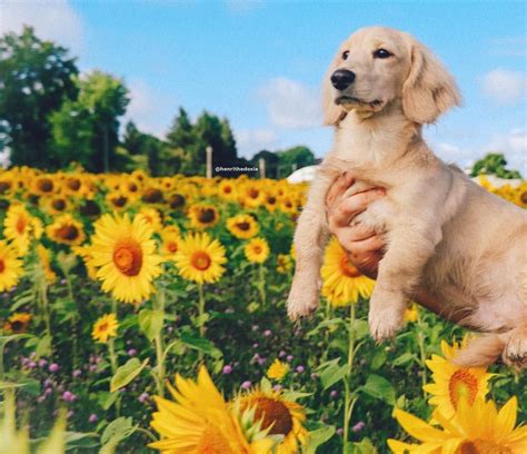 Sunflower Field Summer Dachshund Puppy English Cream Teckel Dogs