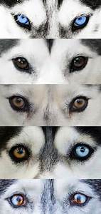 All About Husky Eye Colors Husky Owner