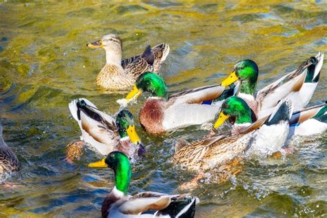 Wild Ducks Swim Around The Pond In The Park Stock Image Image Of