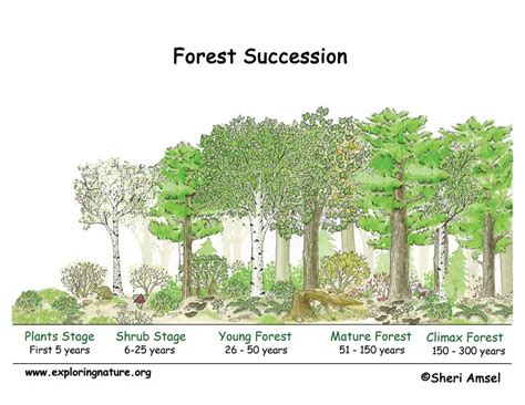 Plant Succession Forestrypedia