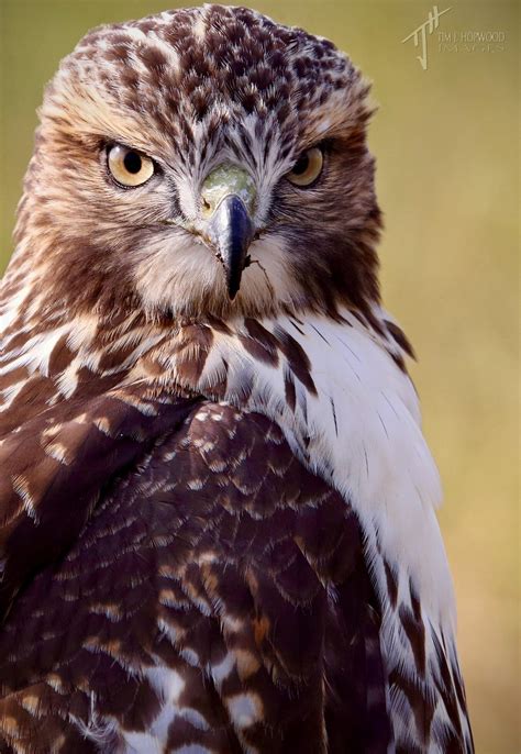 Maybe you would like to learn more about one of these? Pin on Birds Of Prey