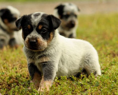 Hollywood Reserved Blue Heeler And Catahoula Puppies
