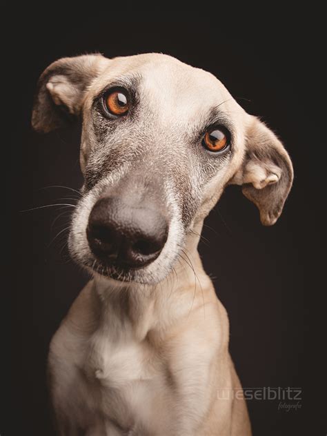Photographer Elke Vogelsang And Her Rescued Dogs Pet Me