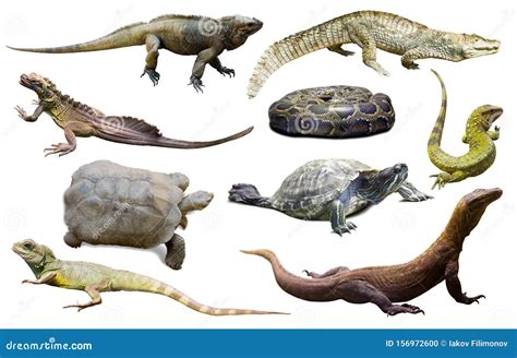 Collection Of Reptiles Stock Photo Image Of Nature 156972600