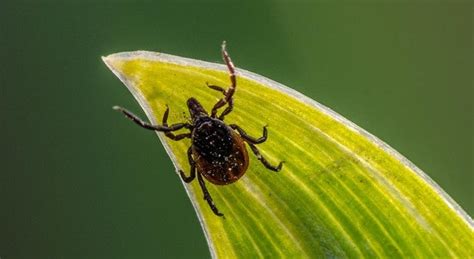 Ticks Spreading Heartland Virus In Southern Indiana Louisville Ky