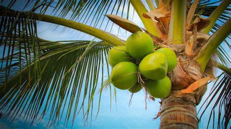 Discovering The Wonders Of The Coconut Our World