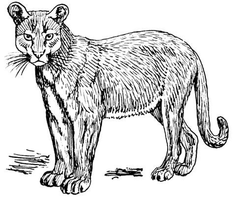Cougar Black And White Clip Art Clip Art Library