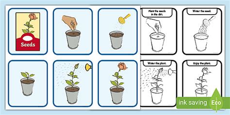 Planting A Plant Multi Step Sequencing Cards Teacher Made