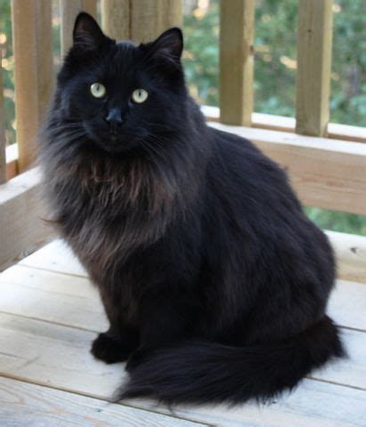 Unusual fur black smoke cat. The Maine Coon Fancy Forum provides an extensive gallery ...