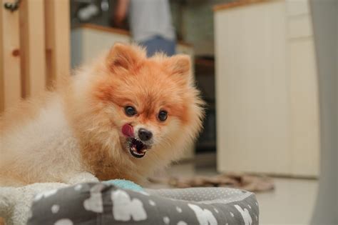 Premium Photo Close Up On Pet Small Dog Breed For Pomeranian It
