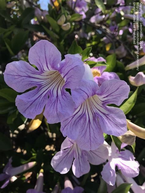 Plant Identification Closed Beautiful Purple Flower Vine 1 By