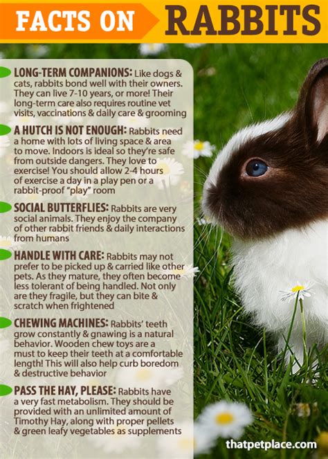 Facts On The Care And Keeping Of Rabbits 🐰 Are Rabbits The Right Pet For
