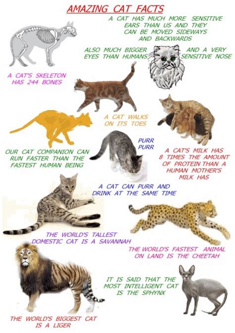 The Amazing Cat Some Cat Facts For Kids Poc