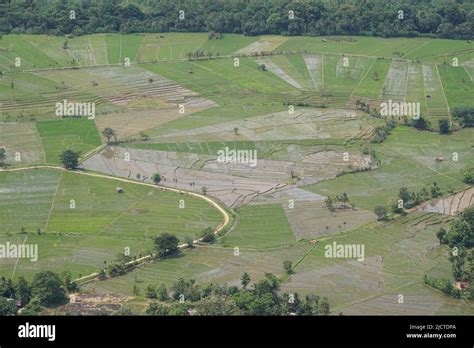 Areal View Of Paddy Fields Stock Photo Alamy