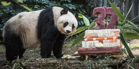 Worlds Oldest Captive Panda Who Entertained Millions Dies At 37