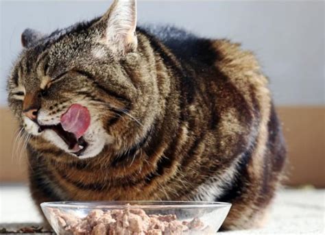 Therefore, you should not keep them out for too long. How to Calculate How Much Wet Food to Feed a Cat