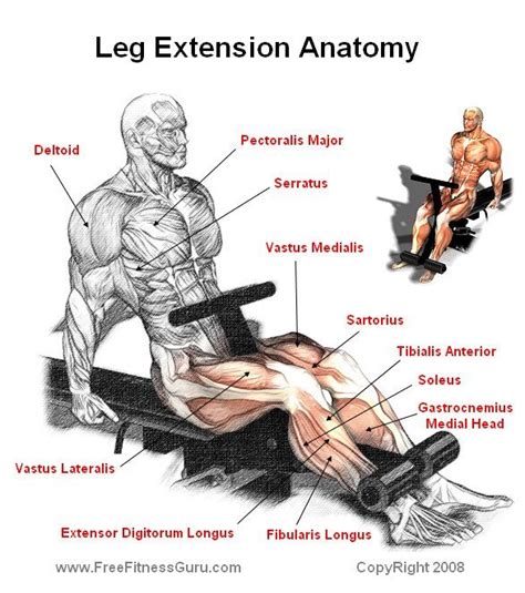 Freefitnessguru Leg Extension Anatomy Leg Workout Anatomy Gym