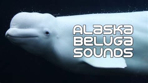Beluga Whales Underwater Sounds Youtube