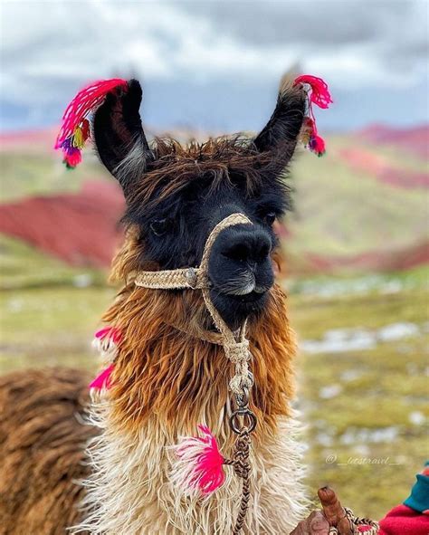 Llama In Rainbow Mountain Llama Adorable Alpaca