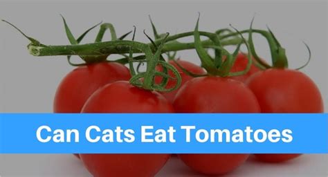 Potatoes belong to the plant family solanaceae, which is the same plant family as nightshade and tomatoes. Can Cats Eat Tomatoes? - Petsolino