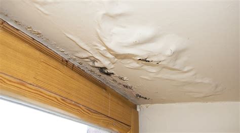 Even small quantities of moisture may result in mold growth. Water Damaged Ceiling Repair Cost » CombatWaterDamage.com