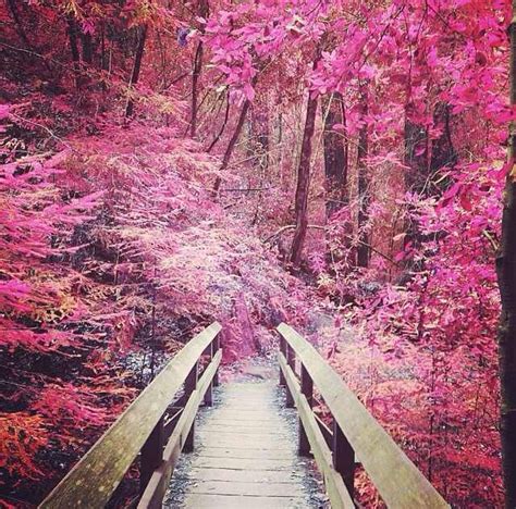 Pink Forest Country Roads Pink Forest Forest