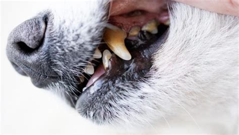 Gingival Hyperplasia In Dogs Symptoms Causes And Treatments Dogtime