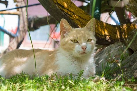 Made In The Shade Why Pets Need Shade To Stay Safe