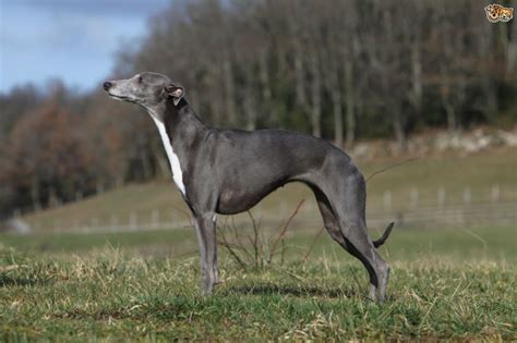 Whippets As Pets Like Greyhound Dogs But Different Learn How To