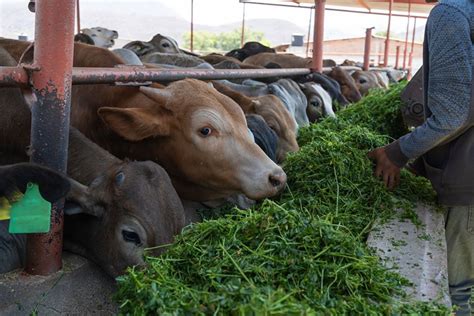 Alfalfa Cow Feed Pet Food Guide