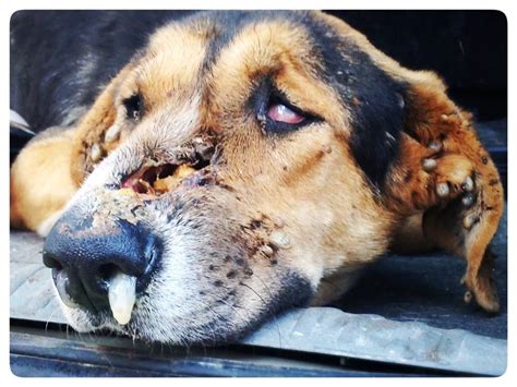 In fact, most domesticated cats don't want much to do with mice and rats. Why Do People Abuse And Kill Animals - Part 1Creating ...