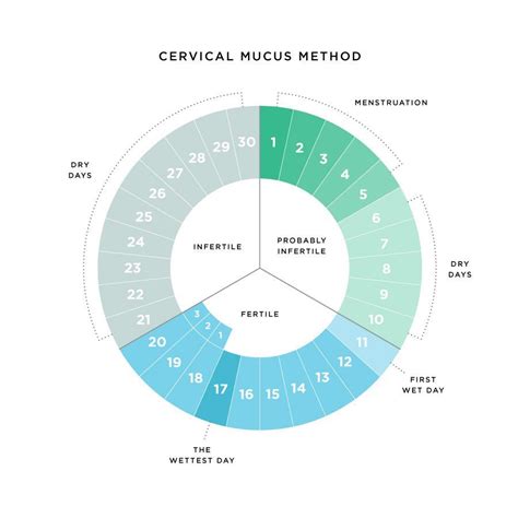 Cervical Fluid Is Not Something Many Women Completely Understand Or Pay