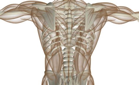 Back Muscles Anatomy Function Treatment
