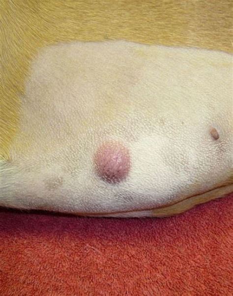 Facts About Mast Cell Tumors Dog Owners Should Know Dog Discoveries