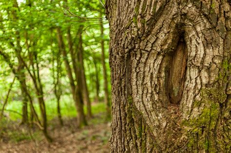 8 Ways To Identify A Tree By Its Bark