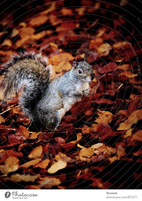 Grey Squirrels Animal A Royalty Free Stock Photo From Photocase