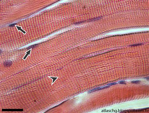 Histologia Do Tecido Muscular