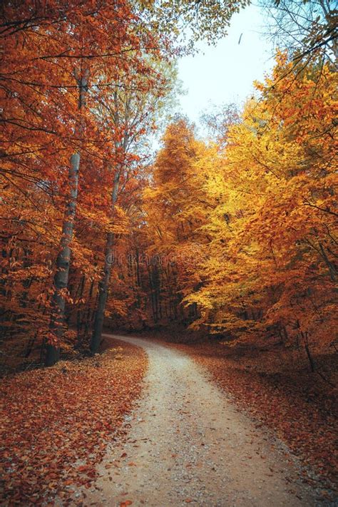 Beautiful Autumn Forest Mountain Path Stock Image Image Of Mystery