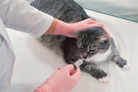 Amoxicillin For Cats Uses Dosage And Side Effects Vet Answer Hepper