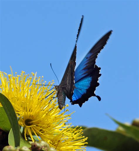 Ulysses Butterfly Feeding Inigo Merriman Flickr